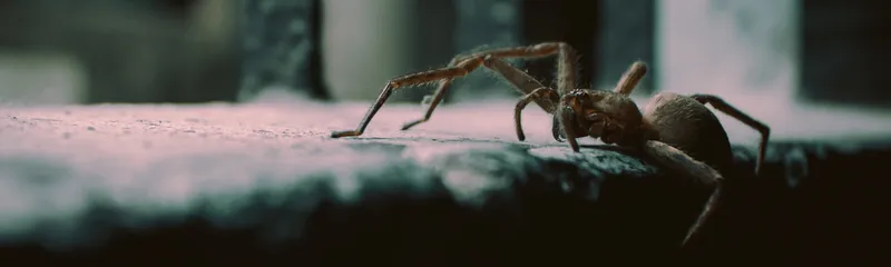 Spider crawling along a ledge – spider control