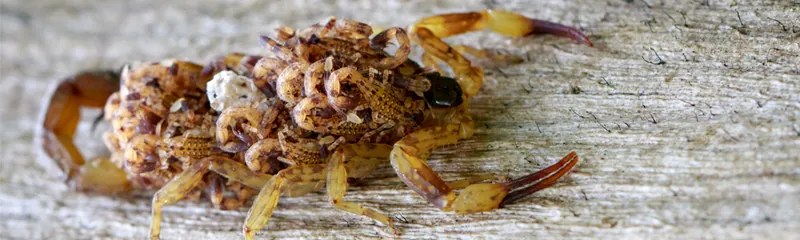 Scorpion carrying its babies on its back – scorpion control