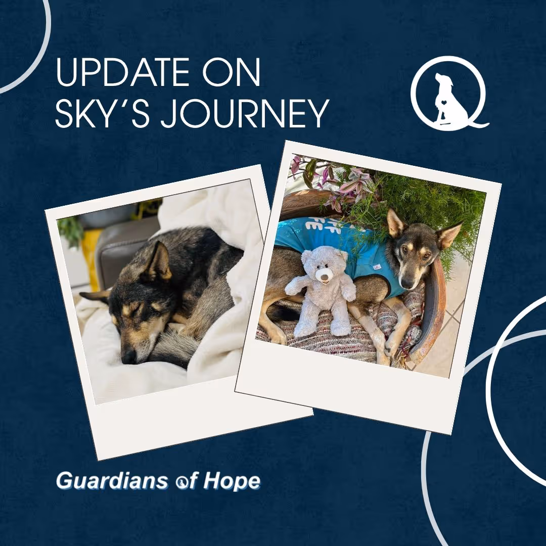New Hope Dog Rescue social media post reading 'update on Sky's journey'