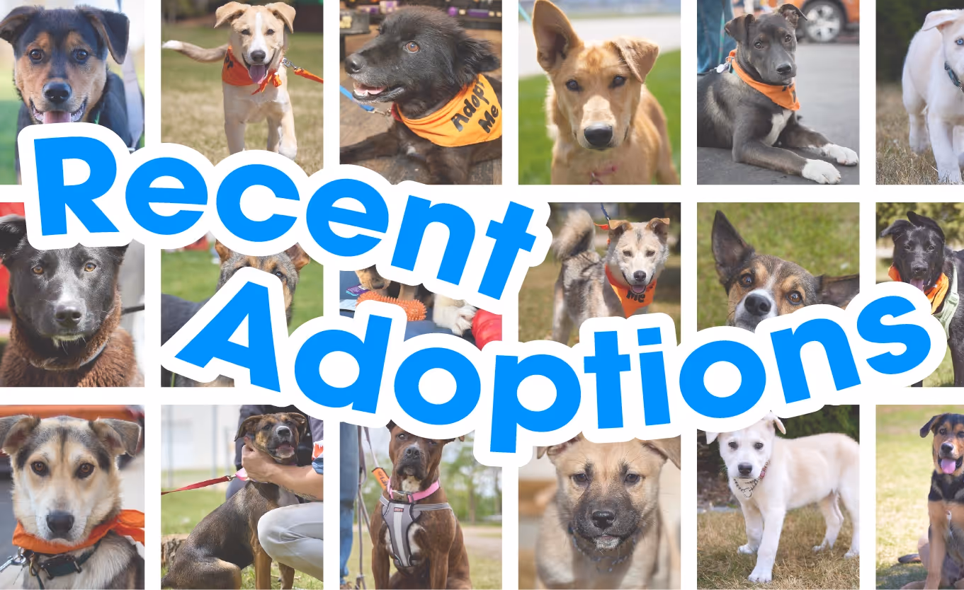 A collage of dog pictures with blue and white text that reads "Recent Adoptions"