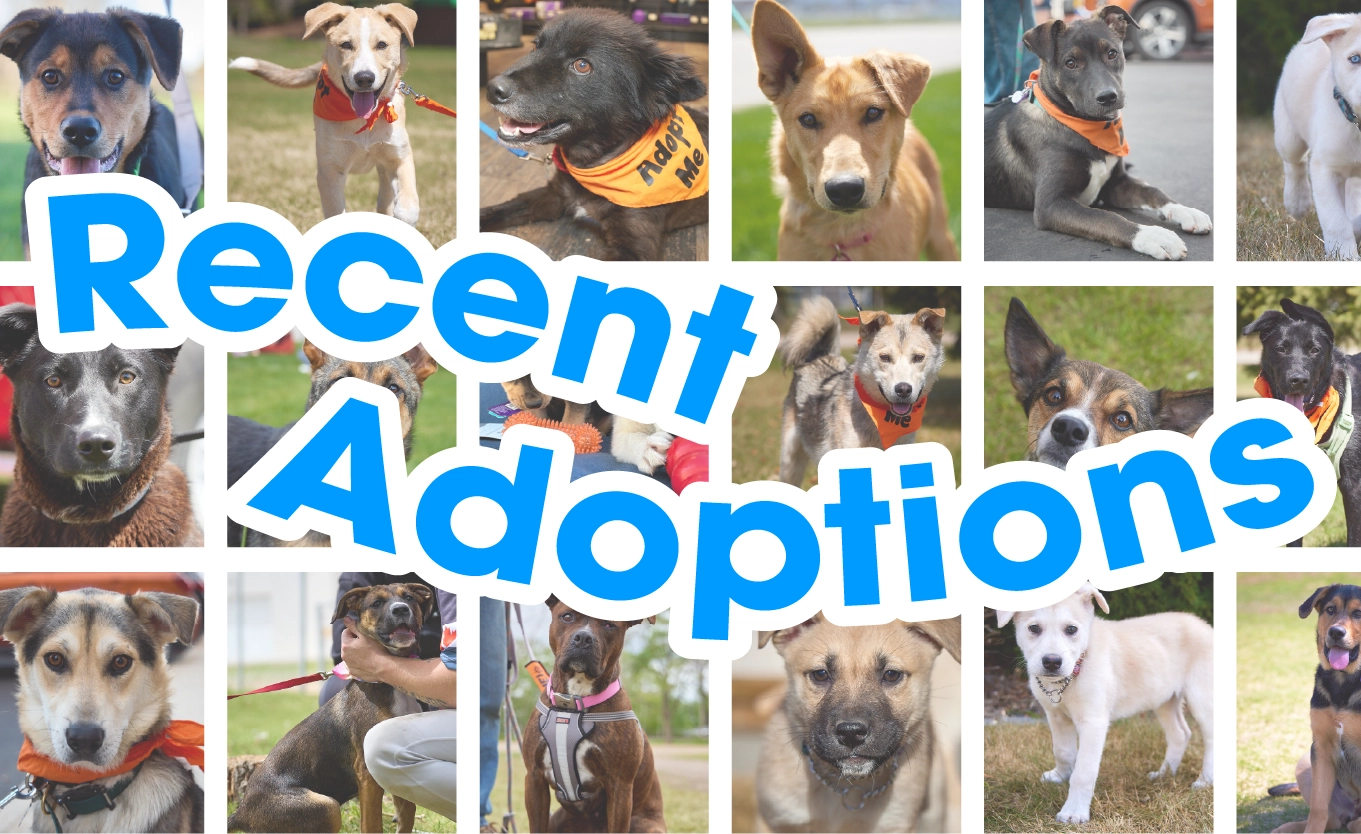 A collage of dog pictures with blue and white text that reads "Recent Adoptions"