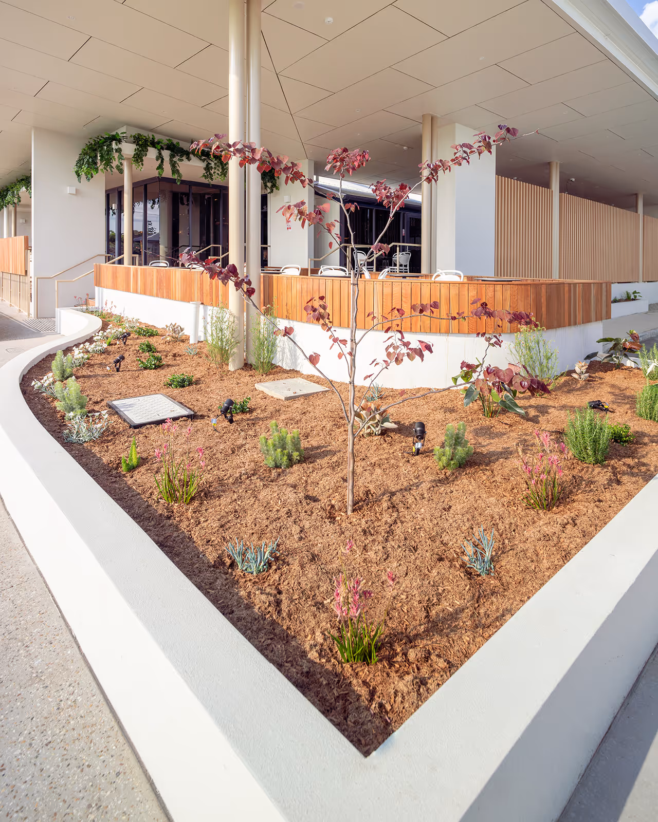 Modern courtyard garden with young tree, small shrubs, and mulch surrounded by a white concrete border in front of a building patio with wooden railings and chairs.
