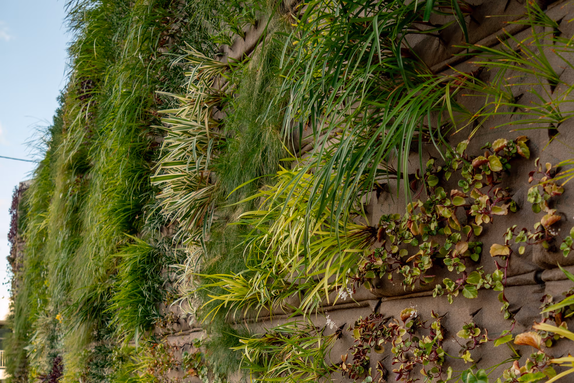 Vertical garden wall densely planted with various green grasses and leafy plants.
