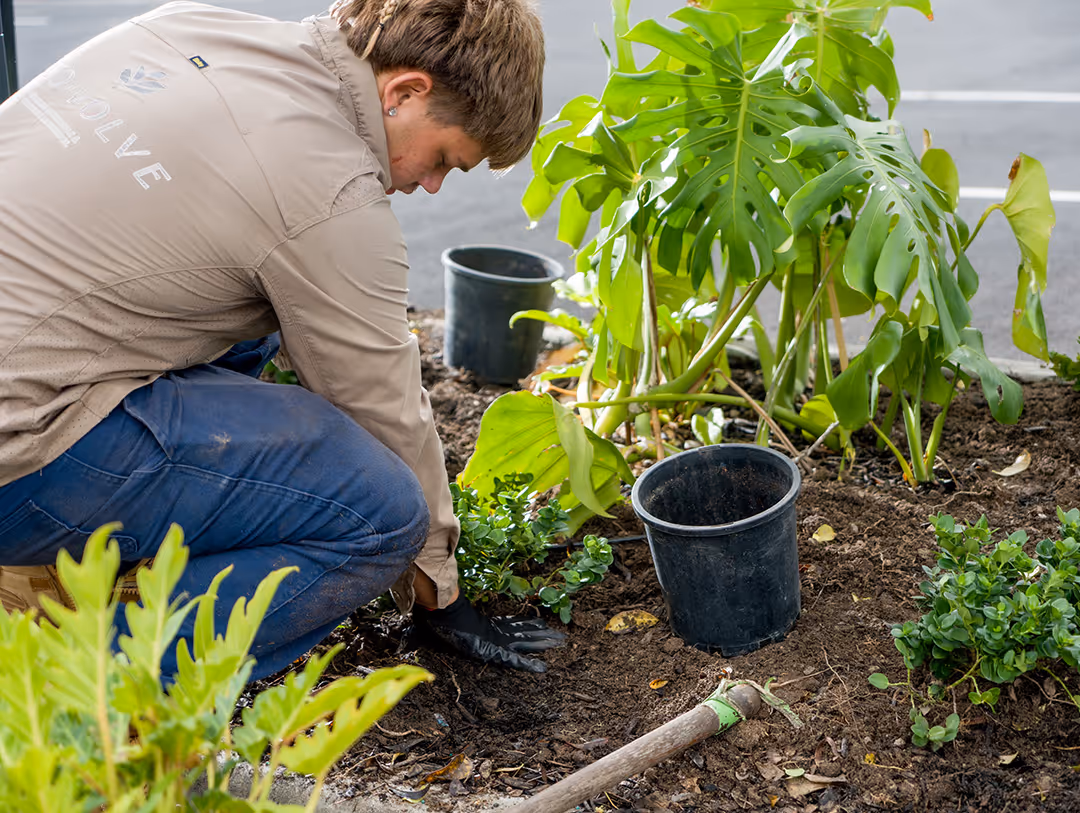 Ecovolve team member kneeling in garden soil planting small green shrub with gardening tools and empty plastic pots nearby.