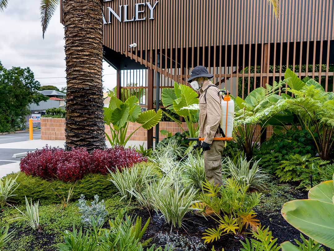 Ecovolve team member wearing protective gear sprays plants in a landscaped garden near a building with wooden slats.