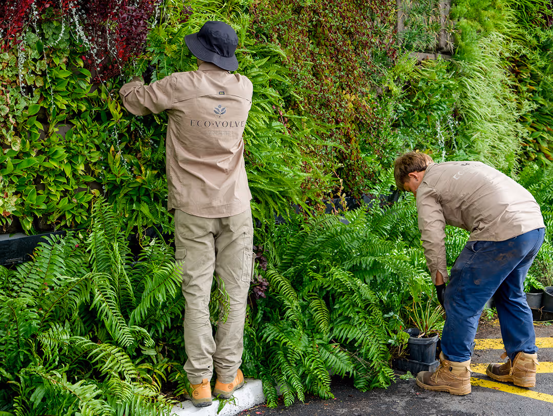 Two Ecovolve team members in beige tending to a vertical plant wall with various green and red foliage.