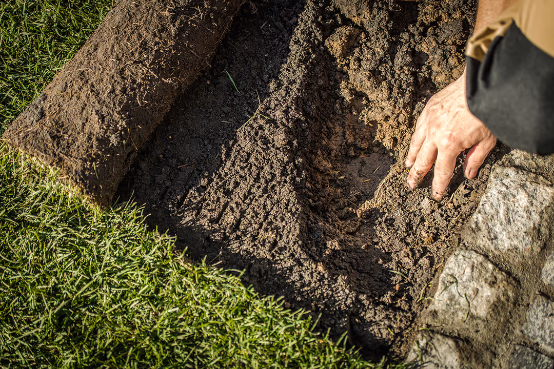Ecovolve team member hand inspecting dark, fertile soil with rolled-up sod and green grass nearby.