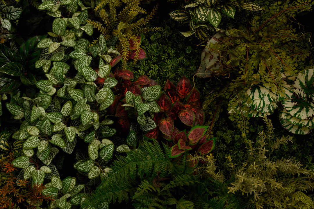 Top view of various green and red leafy plants with different shapes and patterns.