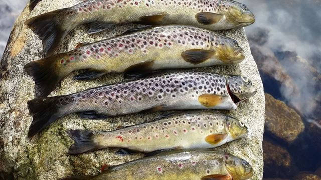 Gratis fiskekort – fisk i vei i 19 vatn