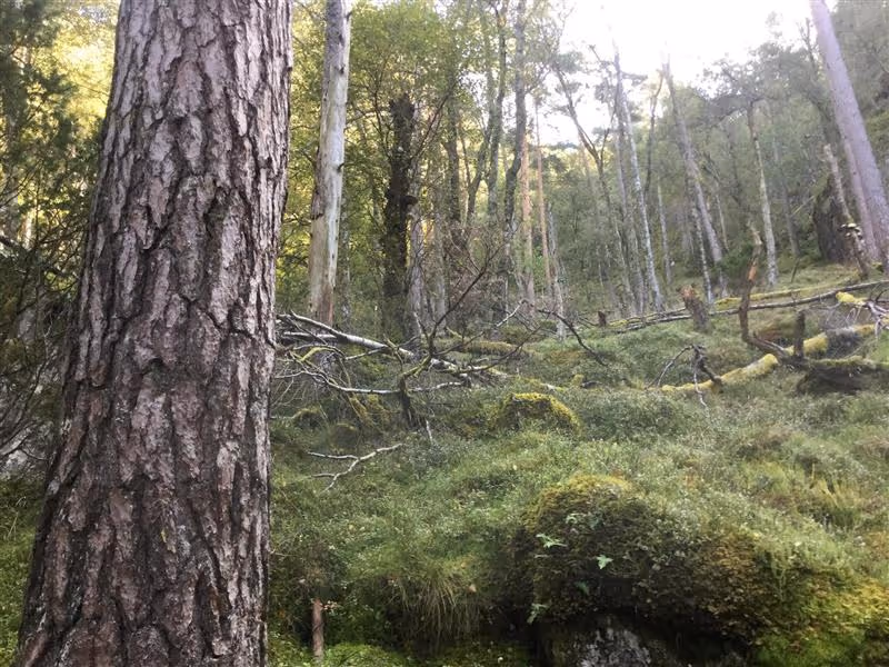 Hm ... Regnskog? Her i Sandnes? Ja, faktisk!