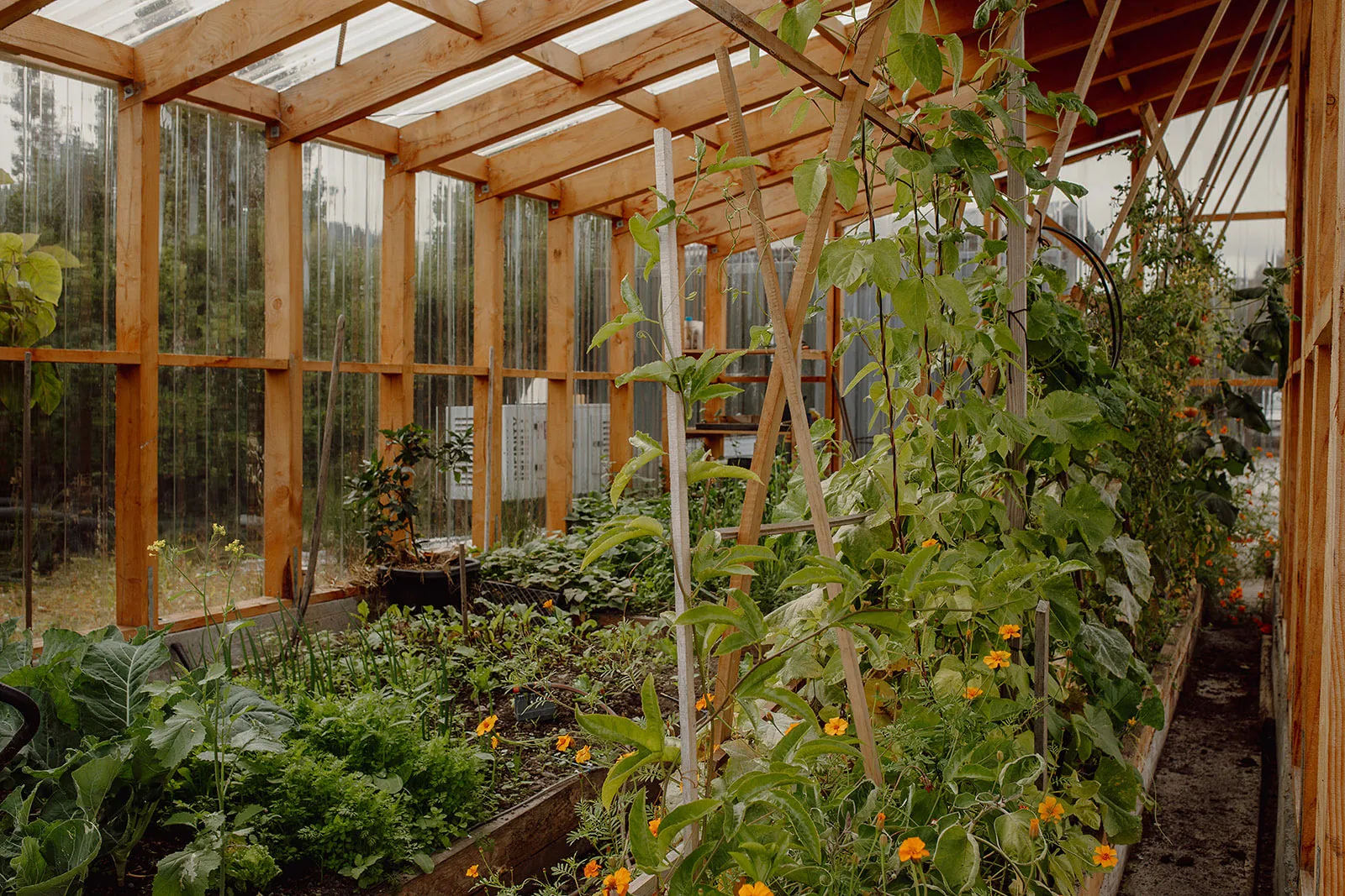 Interior of a wooden greenhouse with various green plants and orange flowers growing in raised beds.