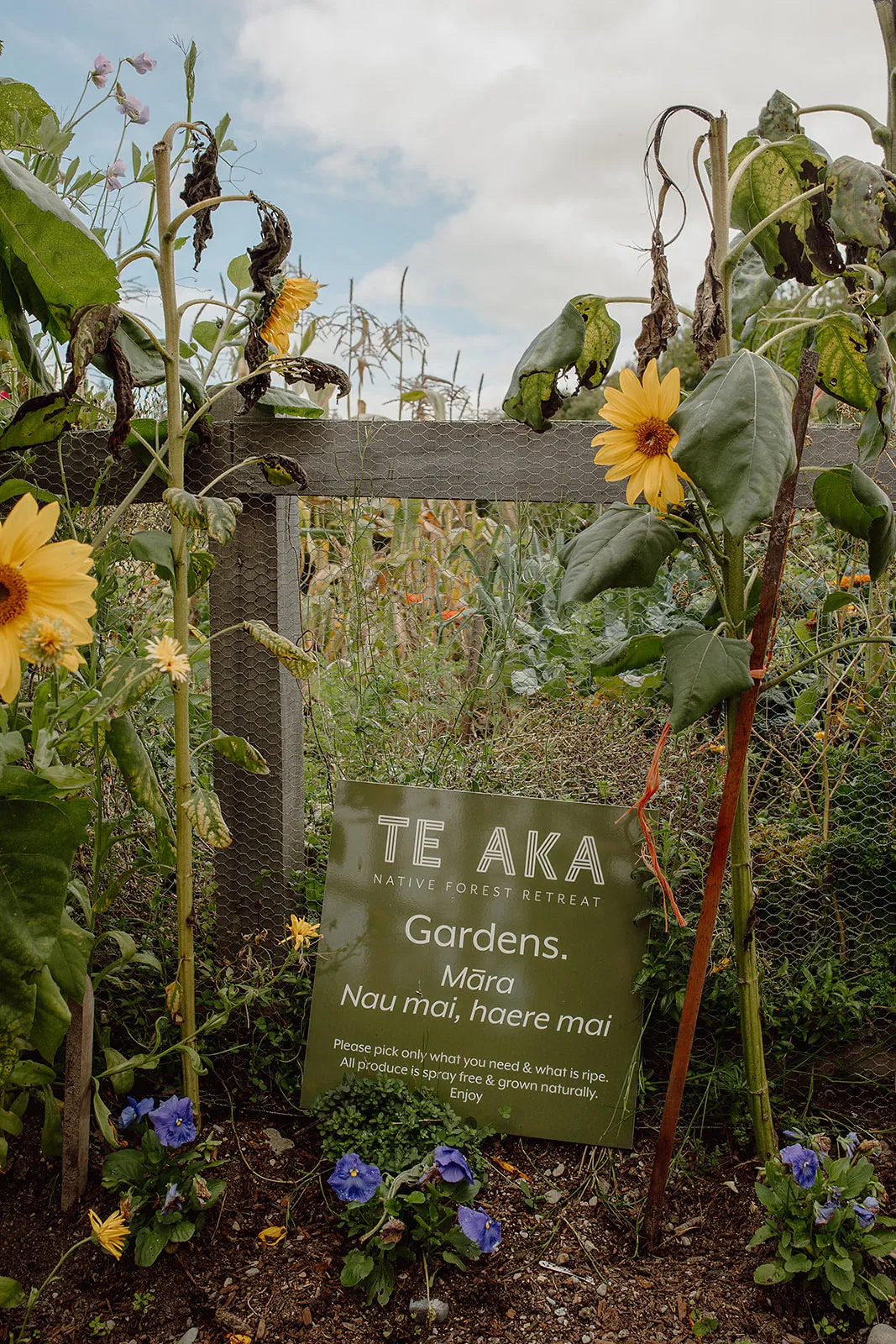 Garden area with sunflowers, purple flowers, and a green sign reading 'TE AKA Native Forest Retreat Gardens. Māra Nau mai, haere mai' near a wooden fence with wire mesh.