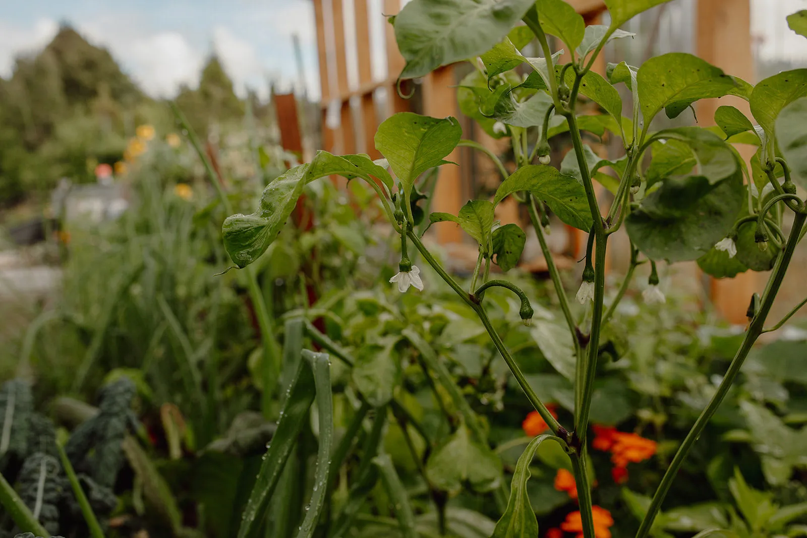 Green plants with small white flowers growing in a garden bed with a wooden structure in the background.