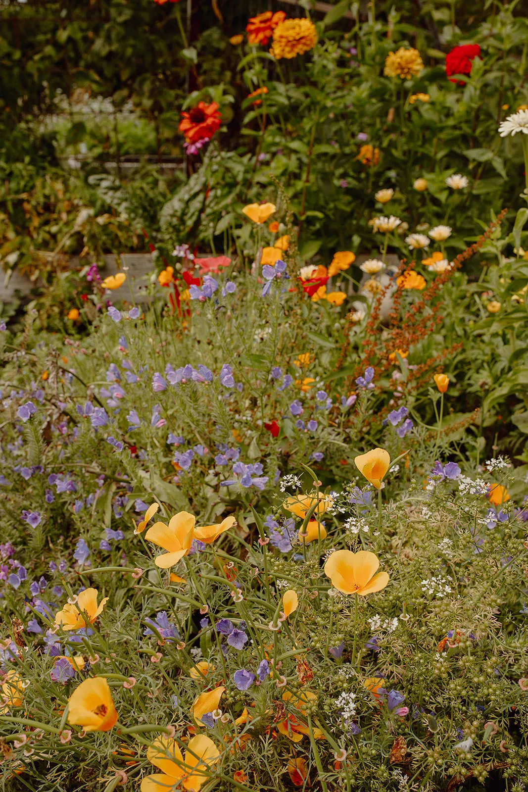 Wildflower garden with yellow poppies, purple flowers, and various blooms in lush green foliage.