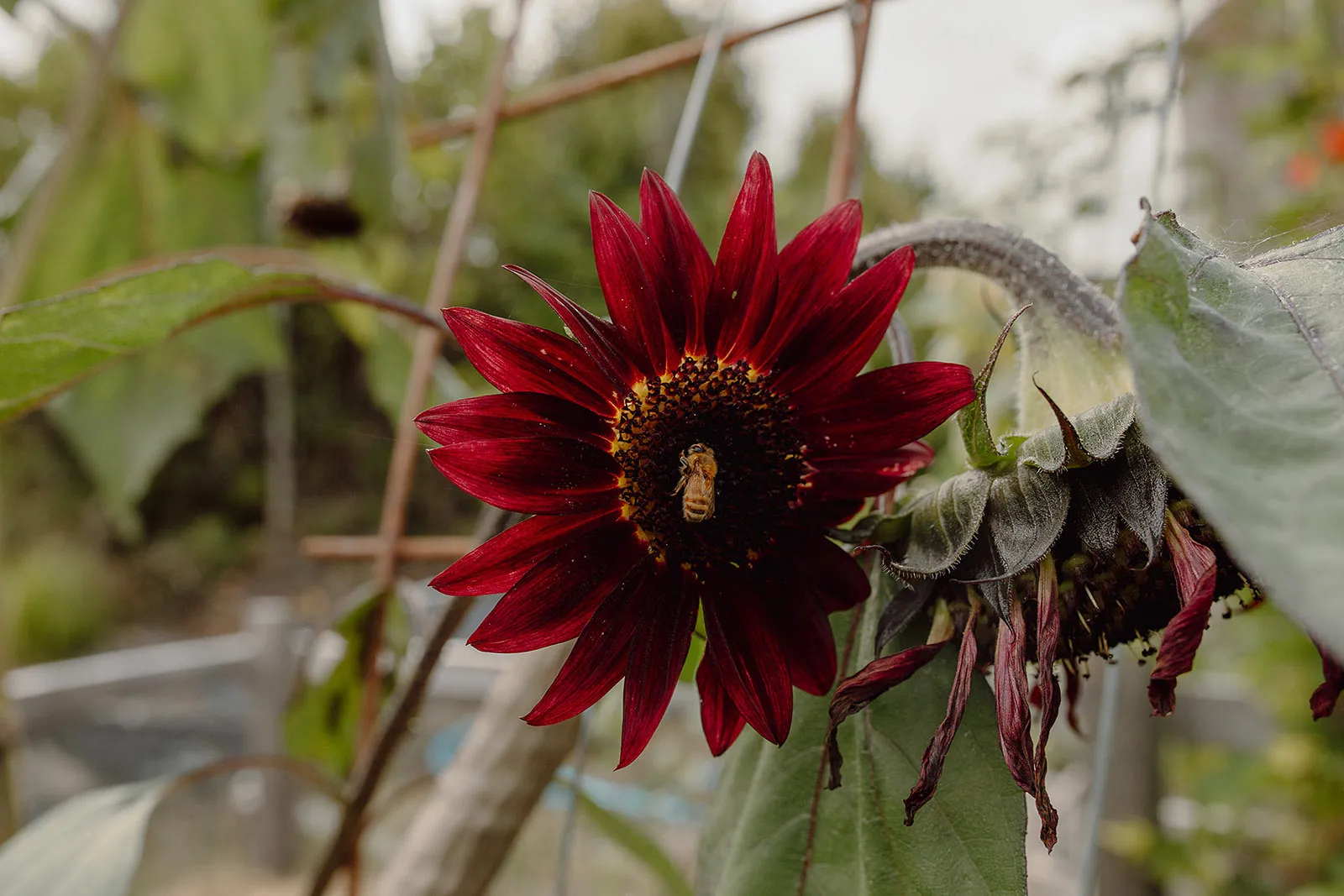 Bee gathering nectar from a dark red sunflower with a blurred garden background.