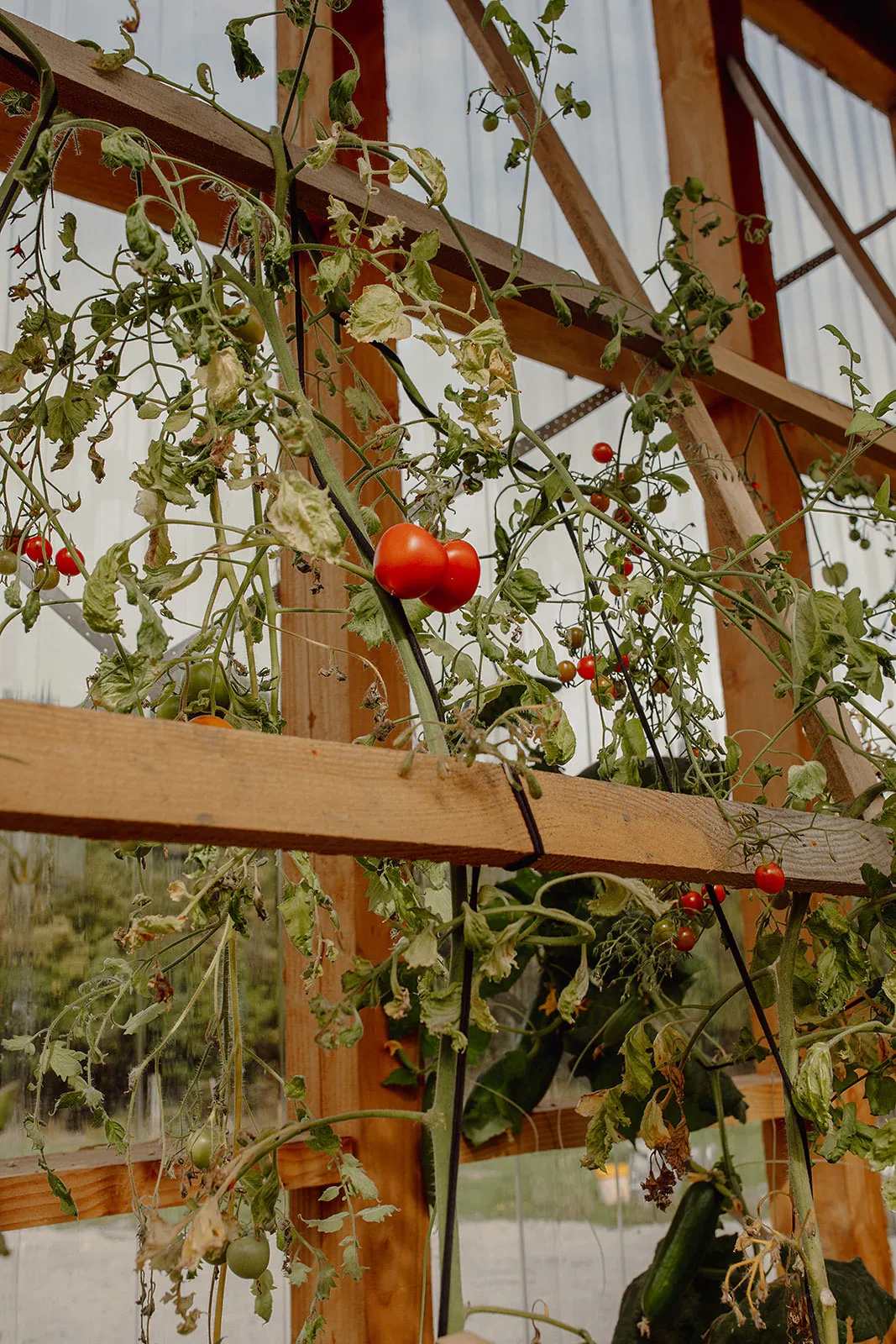 Tomato plants with ripe red and green tomatoes growing inside a wooden-framed greenhouse.