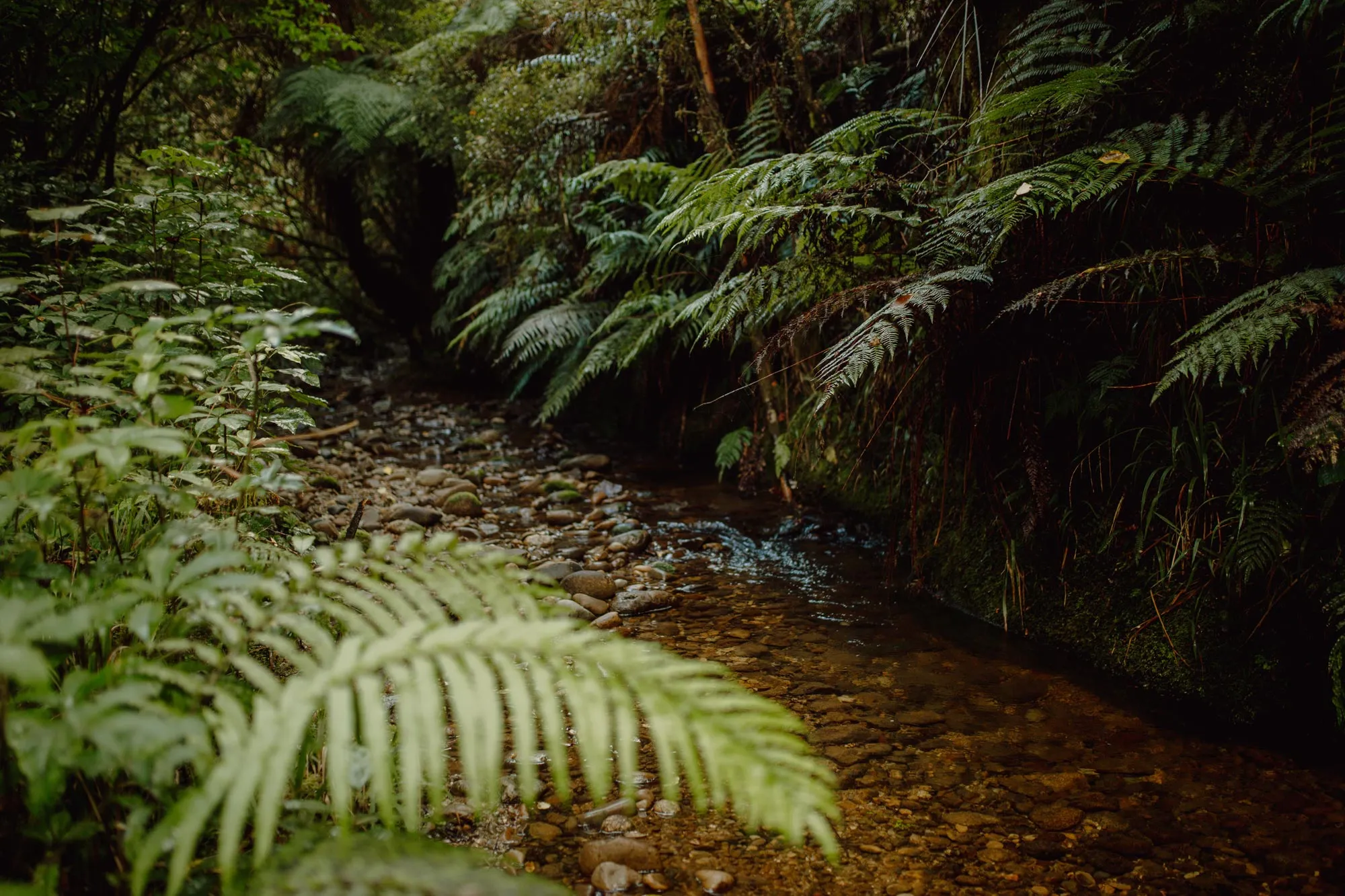 Clear shallow stream flowing through a dense forest with green ferns and leafy vegetation.