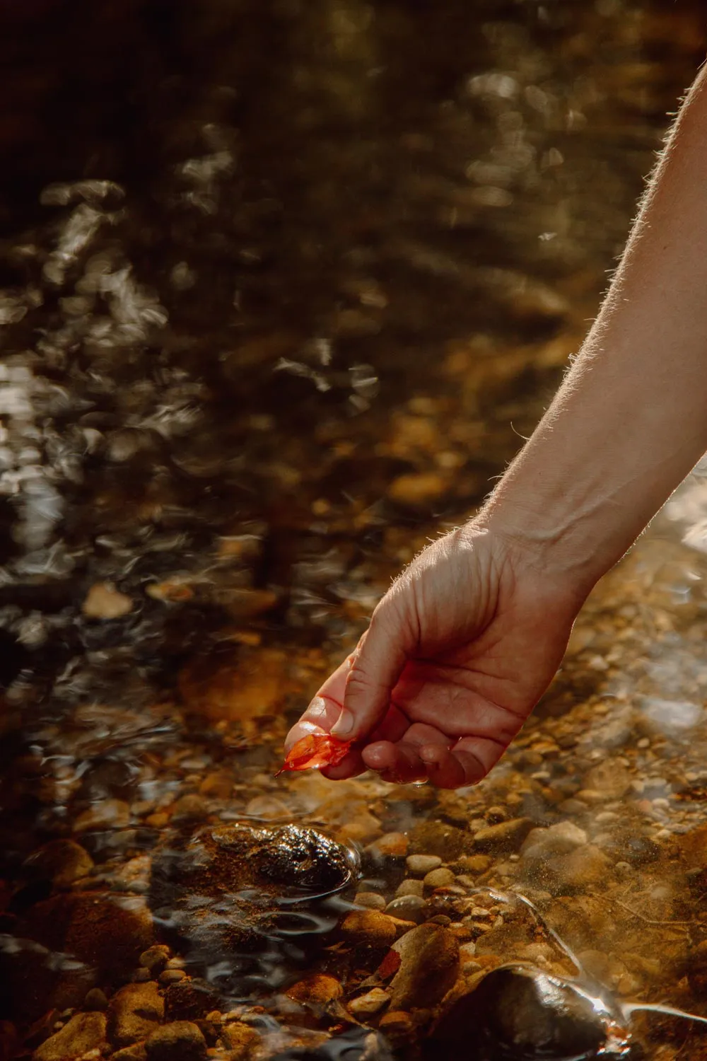 Hand holding a small red leaf over clear water with stones visible underneath.