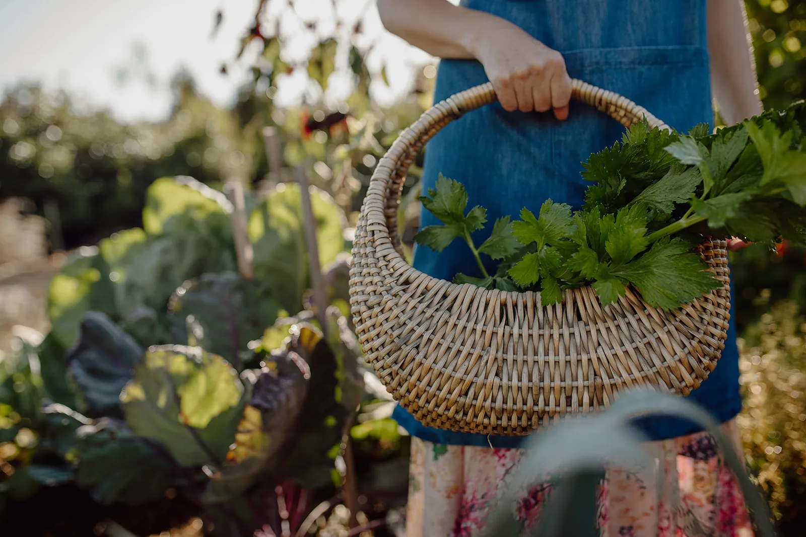 Person wearing a blue apron holding a woven basket filled with fresh green leafy vegetables in a garden.