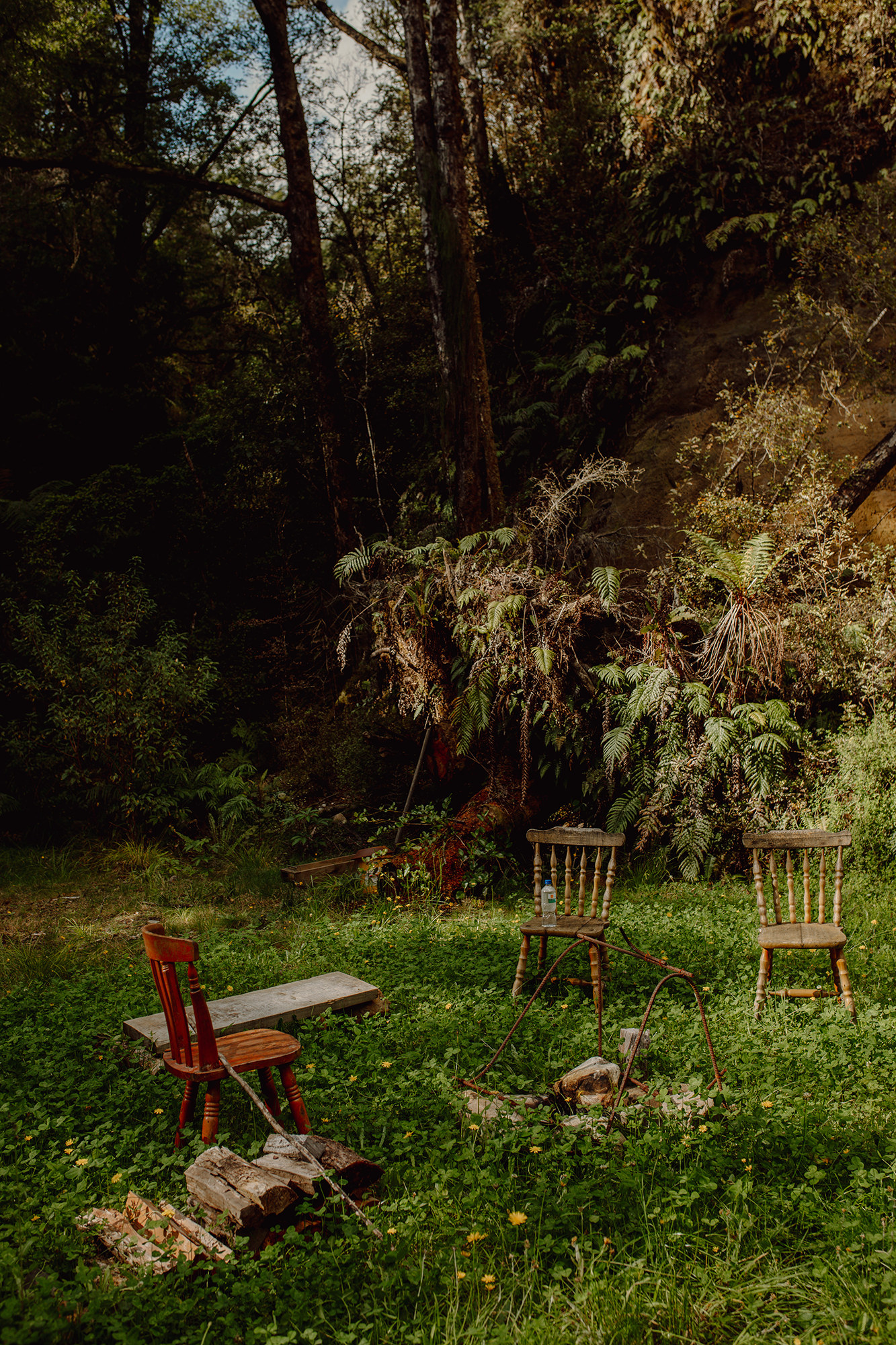 clearing in the rainforest