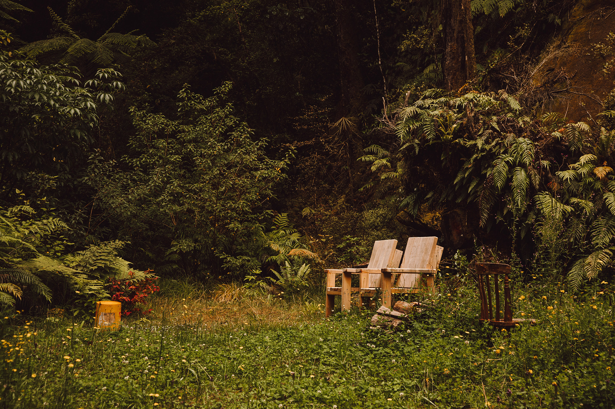 clearing in the forest with chairs