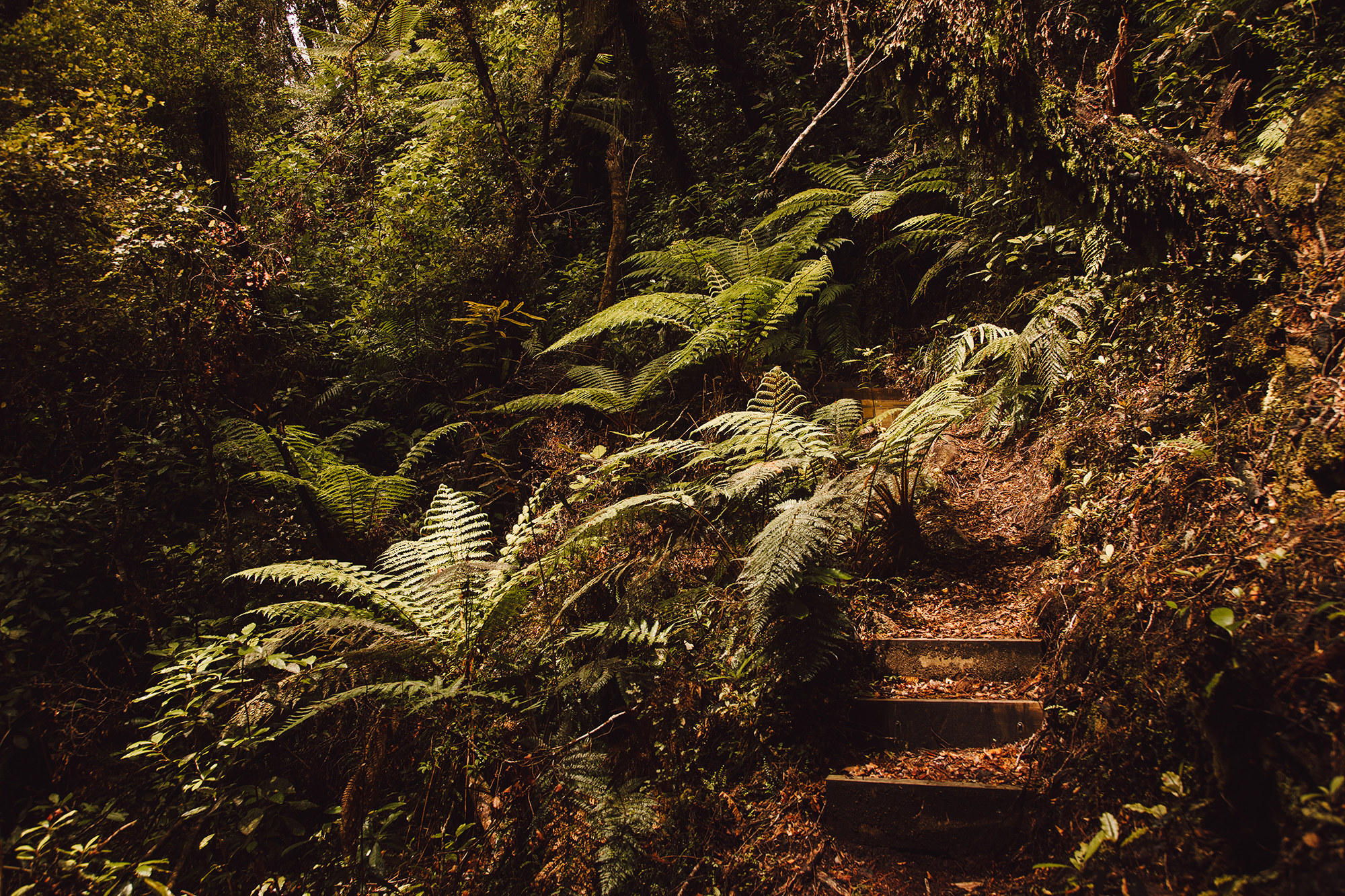 walking track in the forest
