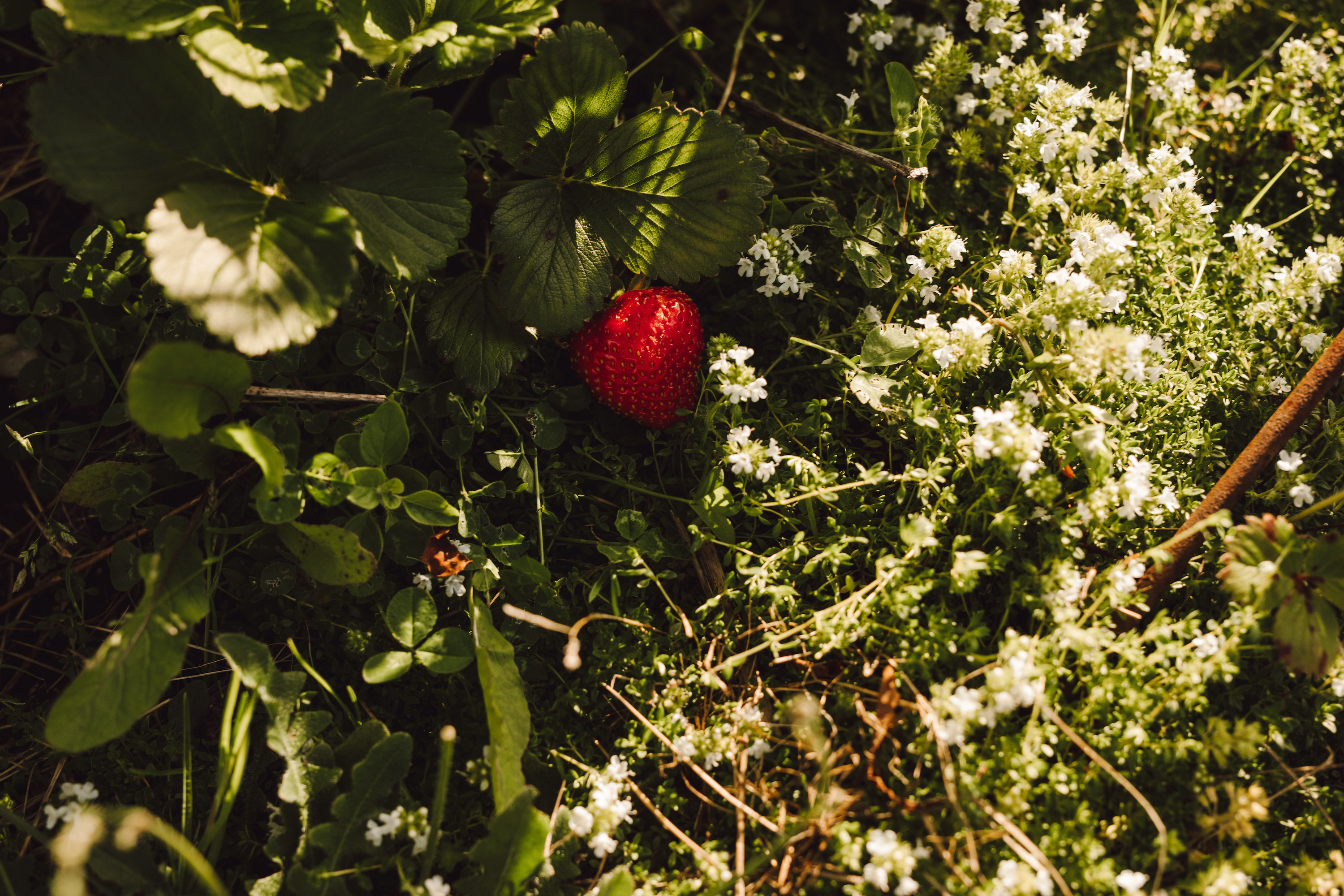 strawberries in the forest garden
