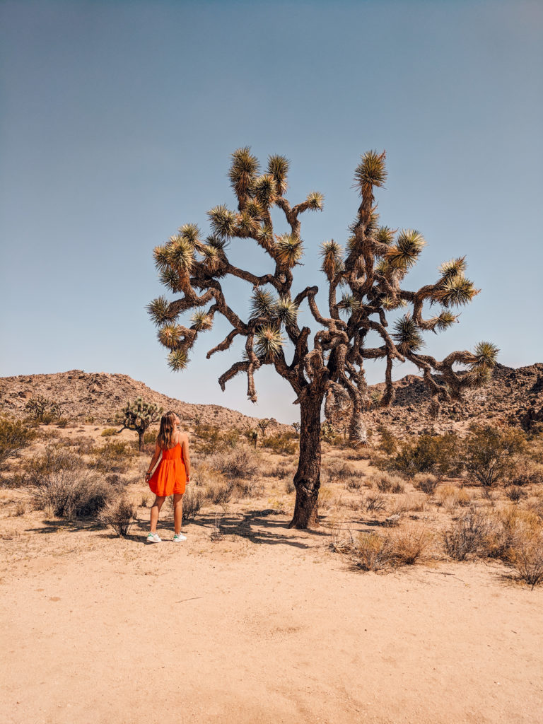 Joshua Tree AmeriCamp