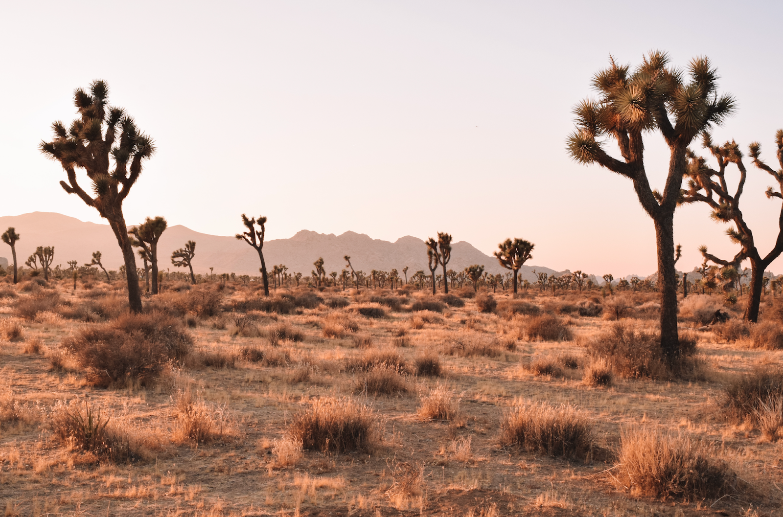 Desert landscape in Utah, with plateaus in the far-off background, cactus trees growing in the foreground, and sparse vegetation pock-marking the ground.