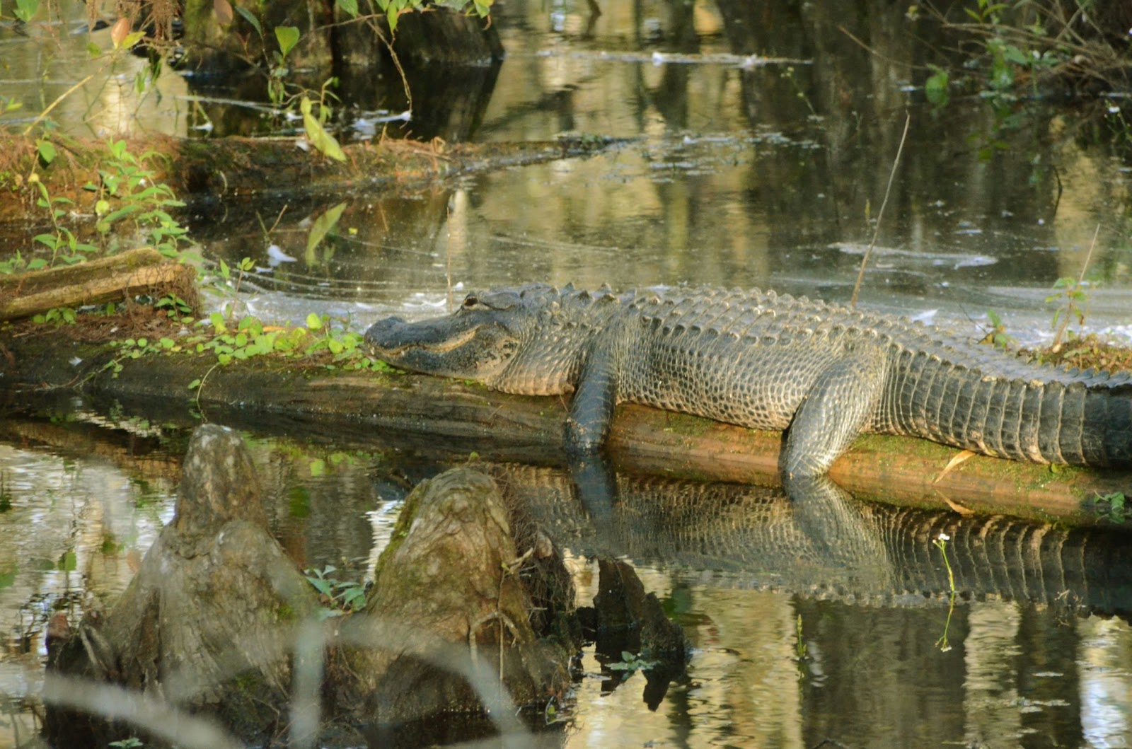 Image of alligator you can find in Everglades Park 