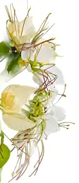 Close-up of delicate white flowers with long, thin stamens and green leaves on a white background.