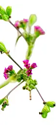 Close-up of green stems with small pink flowers and fresh green leaves on a white background.