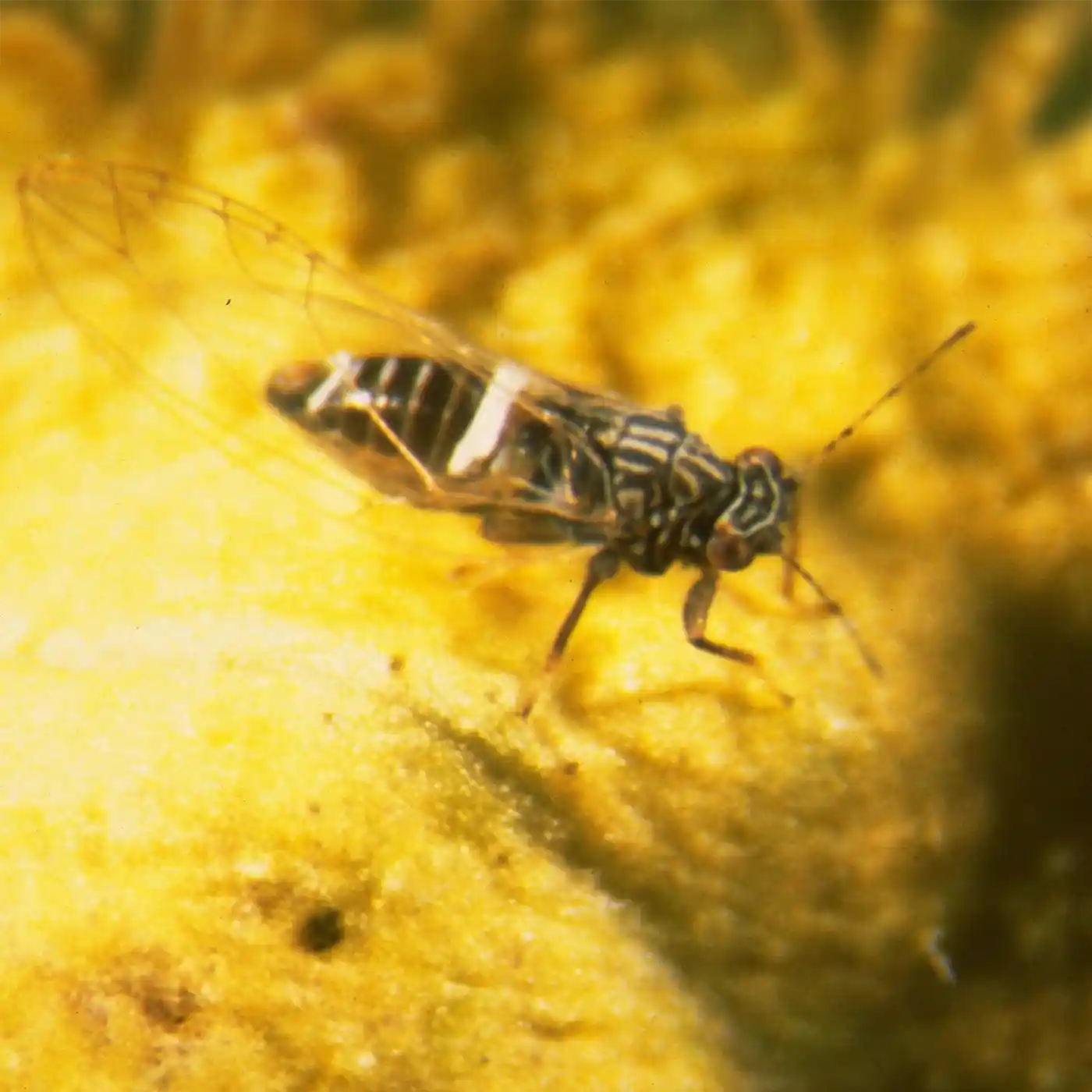 Potato/tomato psyllid