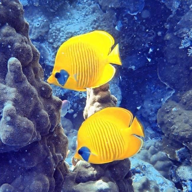 Zwei leuchtend gelbe Masken-Falterfische schwimmen zwischen Korallenriffen im Roten Meer – ein faszinierender Anblick für Schnorchler und Taucher in Ägypten.