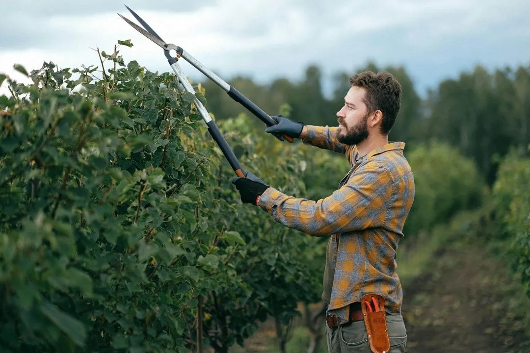 A man cuts bushes