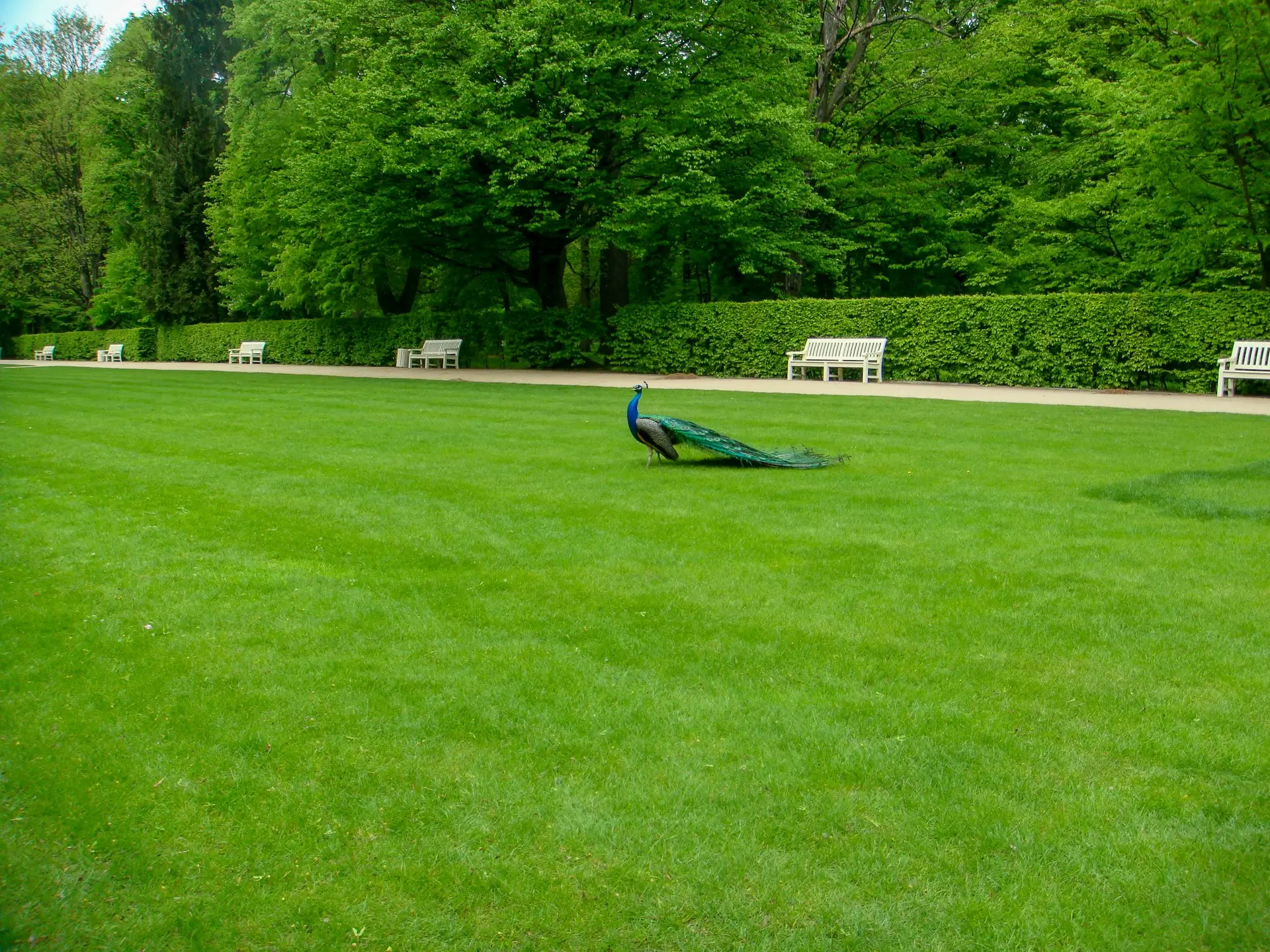 Lawn