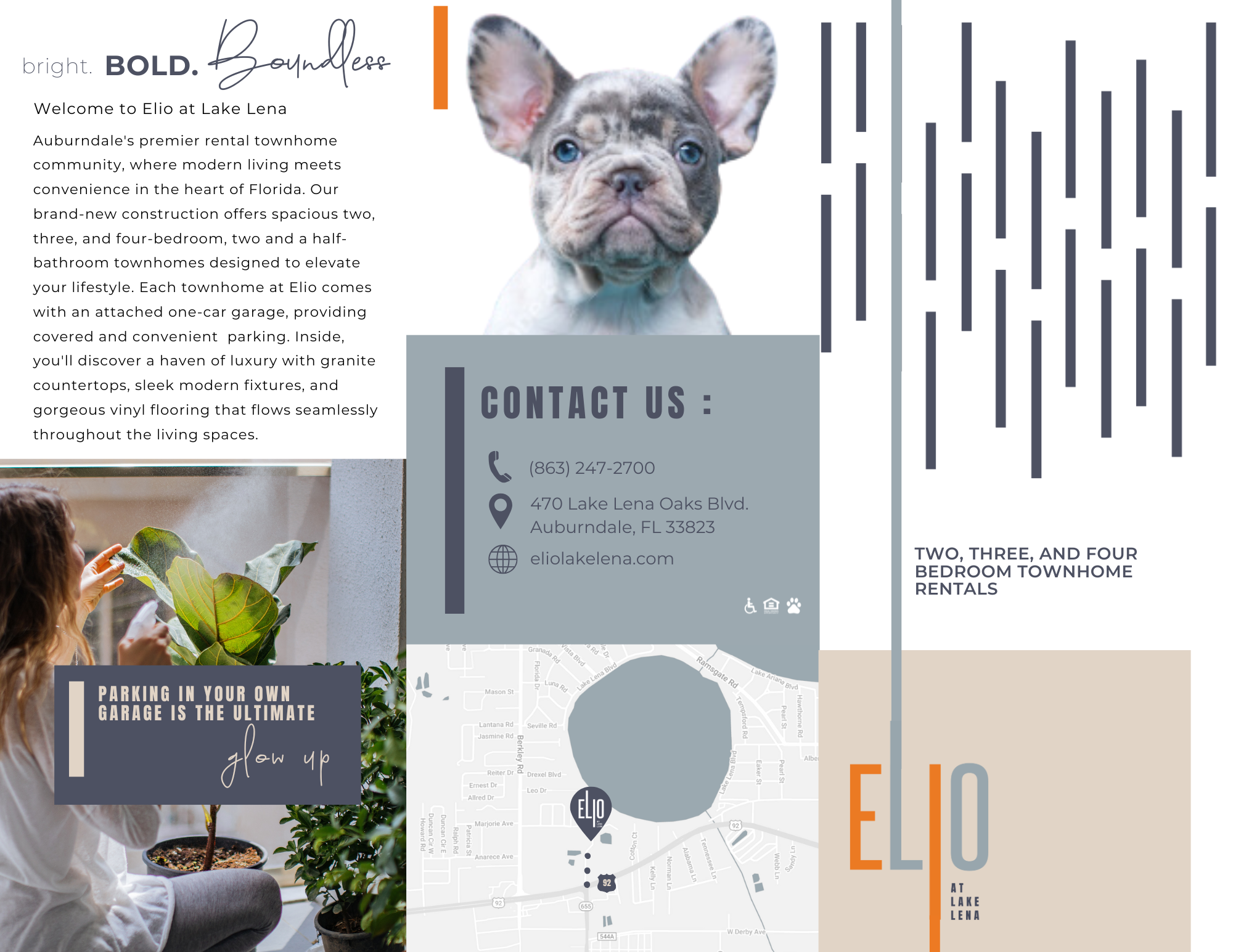 cute dog on flyer