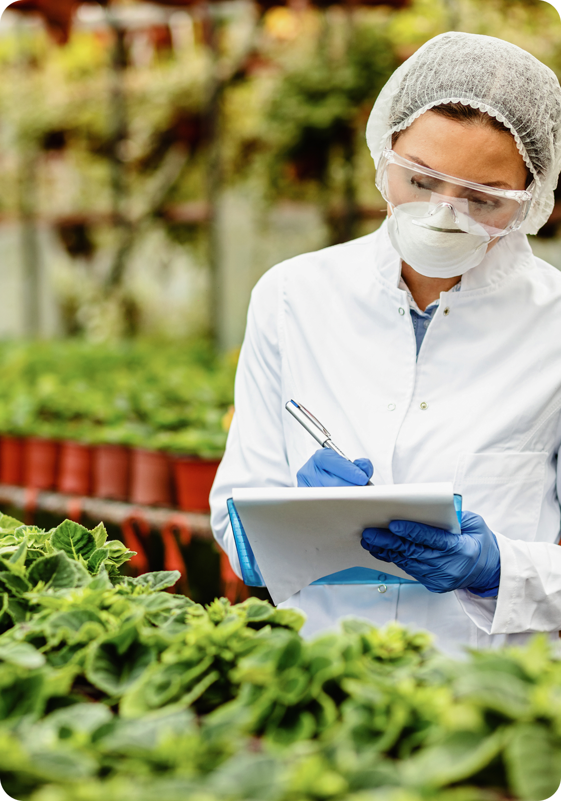 Greenhouse plant inspection with hygiene protocols in food production.