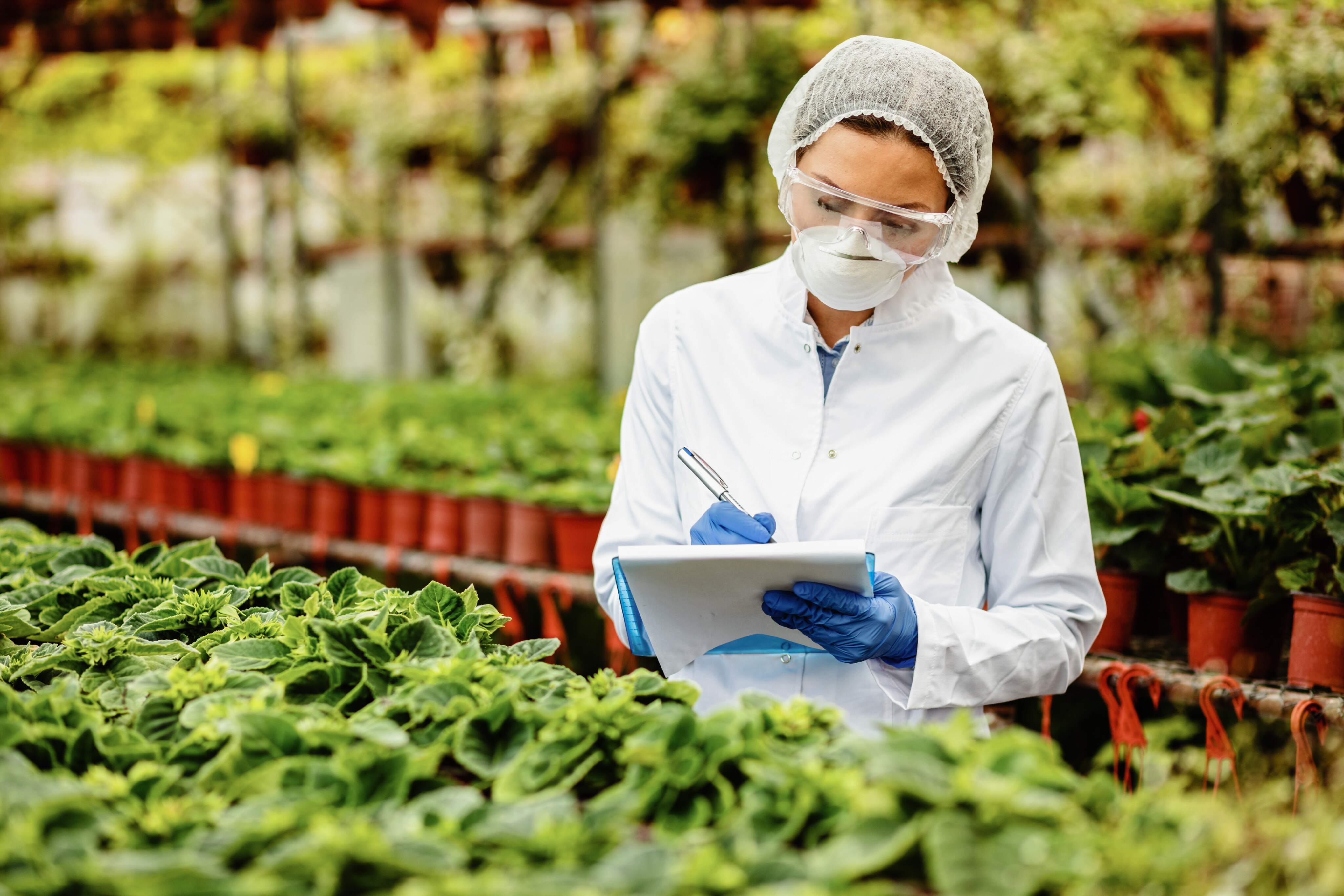Greenhouse plant inspection with hygiene protocols in food production.