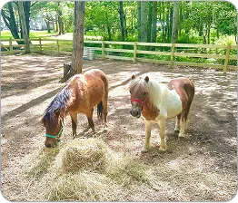 An image of two new ponies named Brownie & Buster.