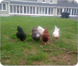 An image of five chickens pecking at grass in a yard of the barn