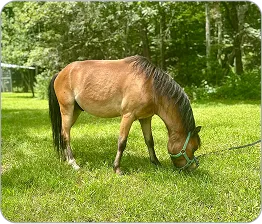 An image of a horse named Brownie eating grass.