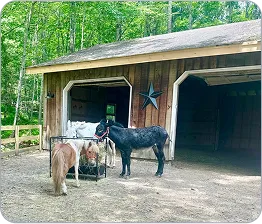 An image of two donkeys named Mack & Tosh standing near a feeder outside a barn