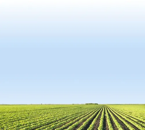 phospholutions cta soy bean 02