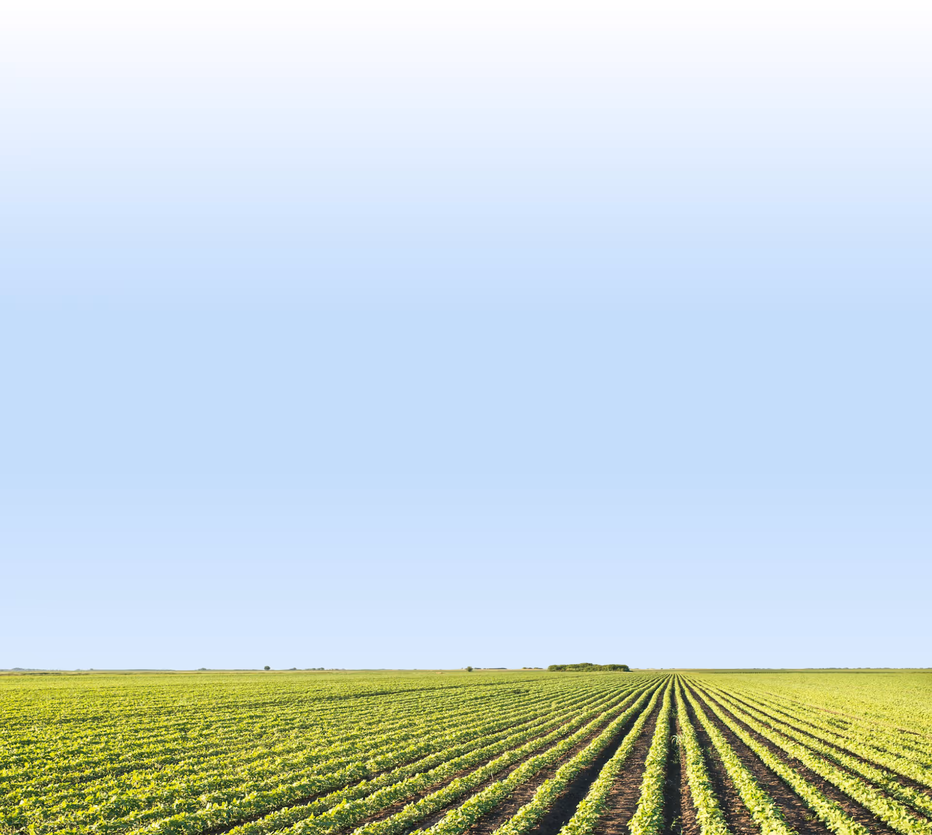 phospholutions cta soy bean 02