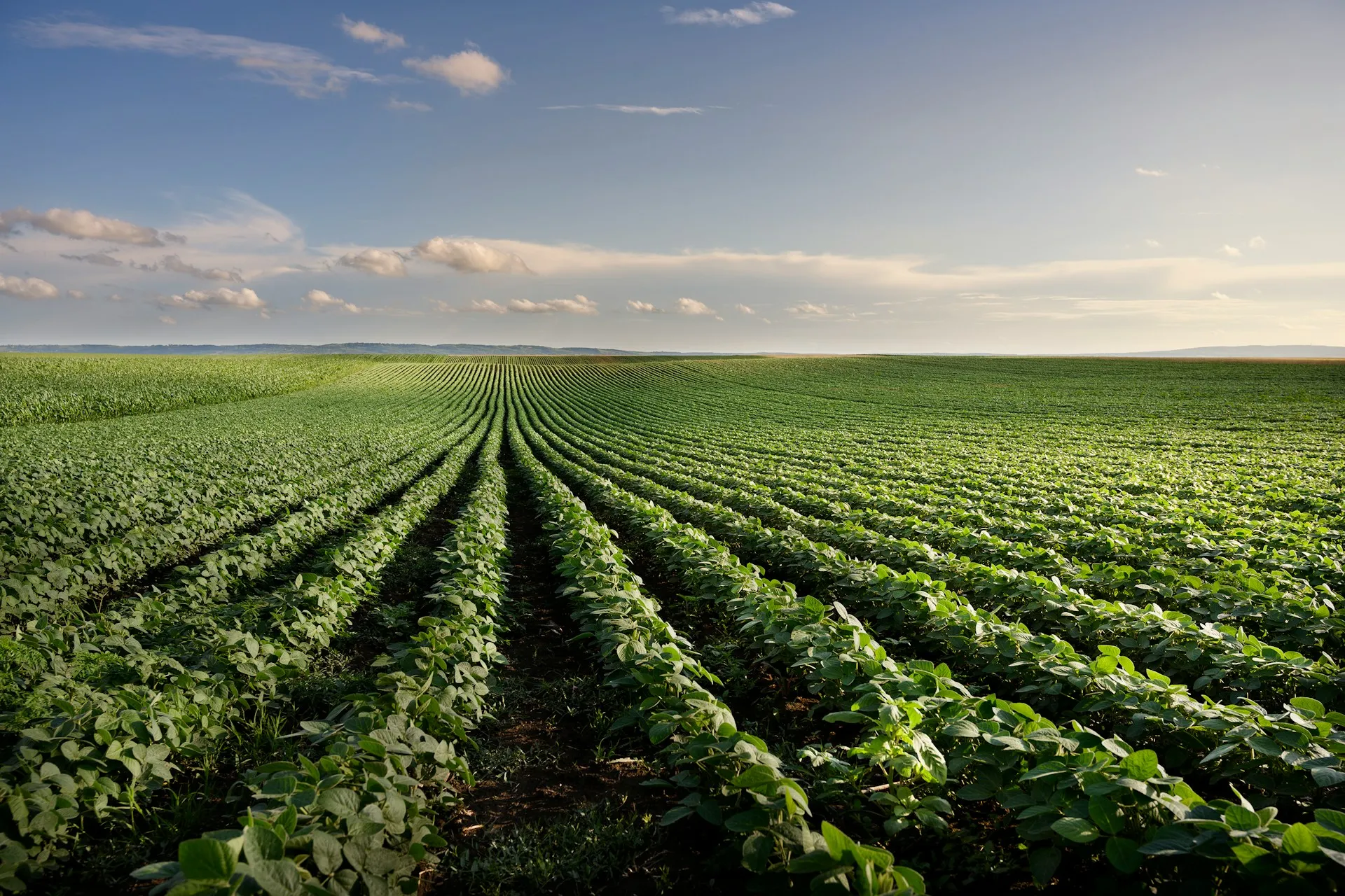 corn field