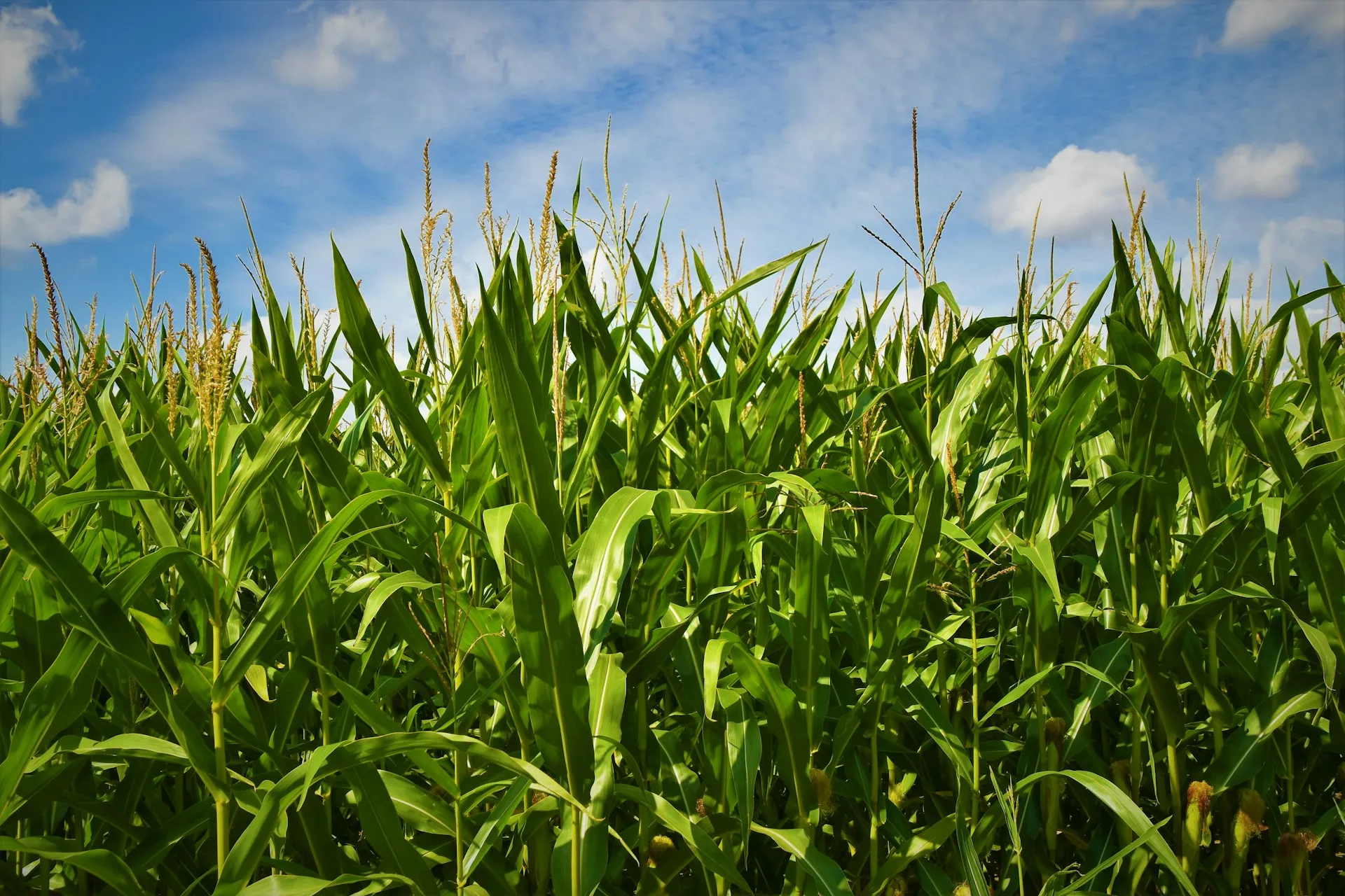 corn crops sustainability