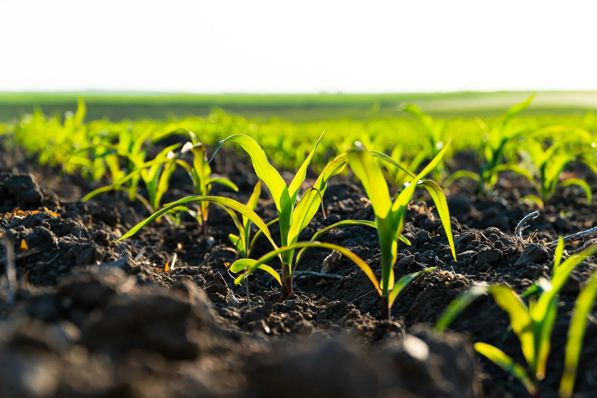 phospholutions grower performance header