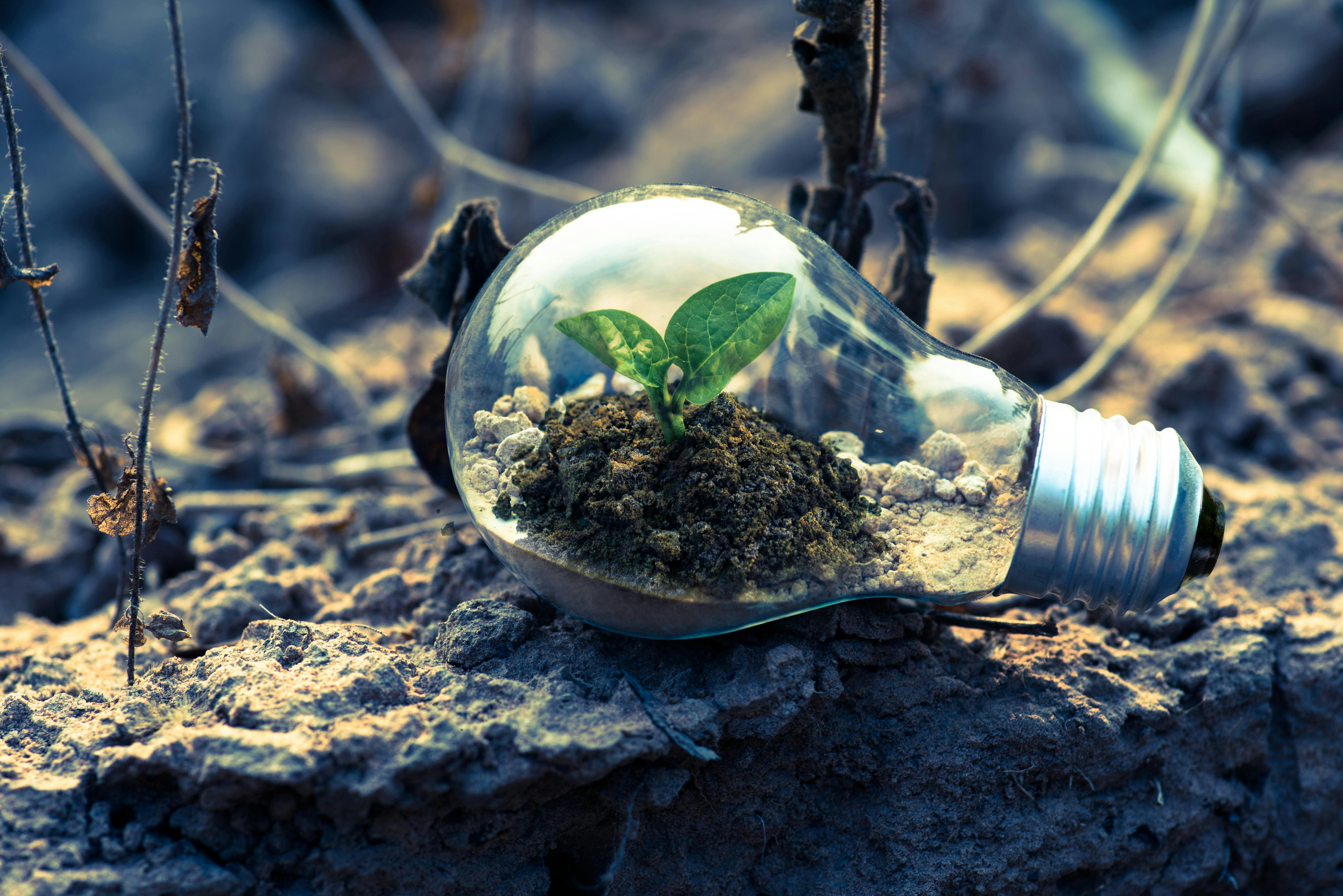 A small green seedling growing in the soil inside a lightbulb on dry, cracked ground, symbolising Environmental Awareness. 