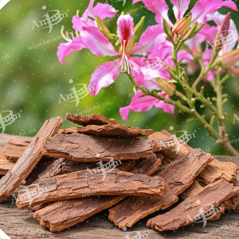 Kachnar (Bauhinia variegata)